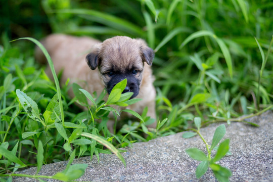 幼犬