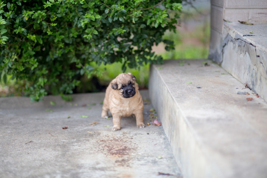 幼犬