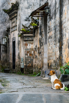 守家犬