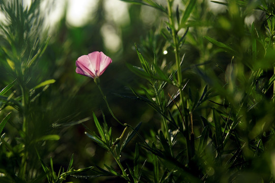 牵牛花