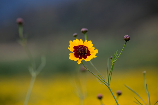 花卉