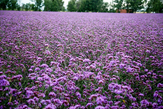 马鞭花