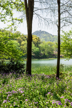 西湖周边水景