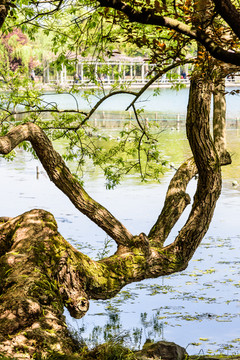 湖边绿树