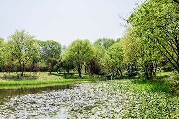 西湖周边水景