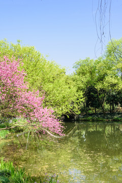 西湖周边水景