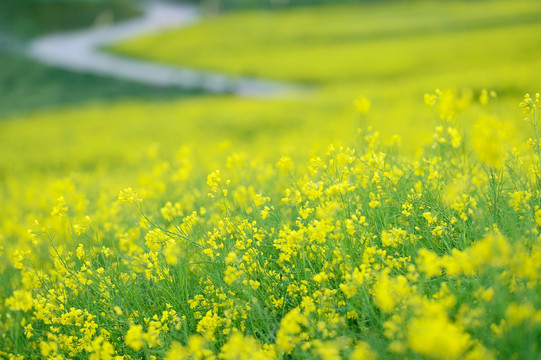 油菜花田