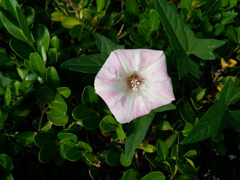 粉色牵牛花