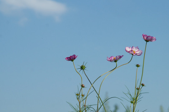 格桑花