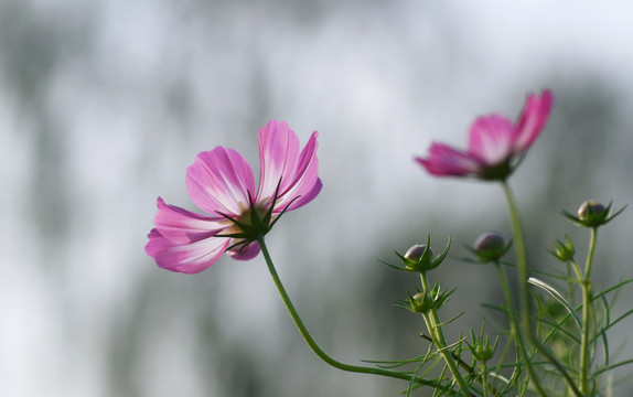 格桑花