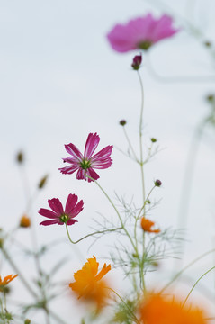 格桑花