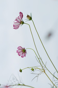 格桑花