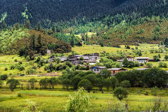 鲁朗山地草甸风光