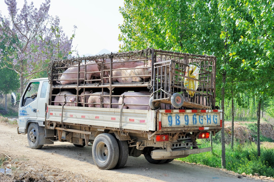 运猪车