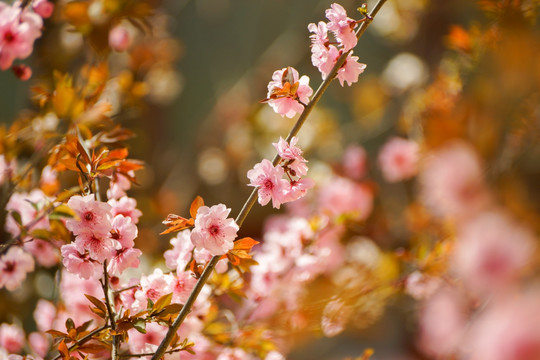 花枝