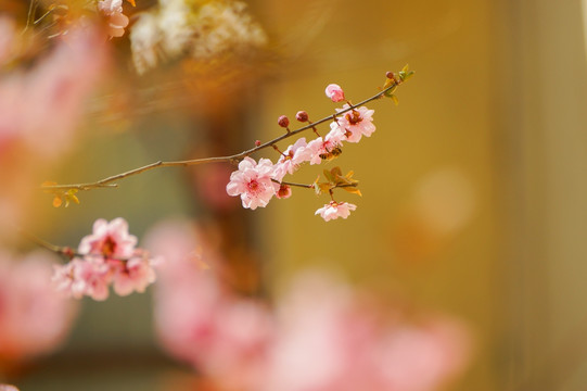 花枝