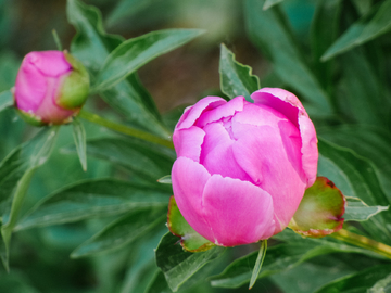 芍药花