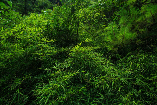 重庆旅游自然森林风光