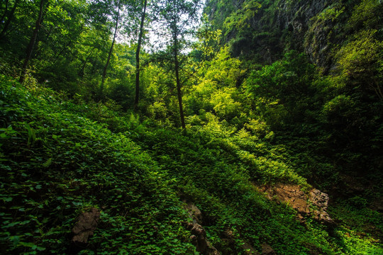 重庆自然风原始森林旅游景区黑山