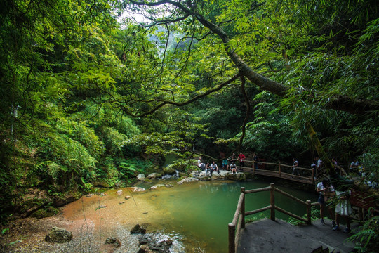 重庆自然风原始森林旅游景区黑山