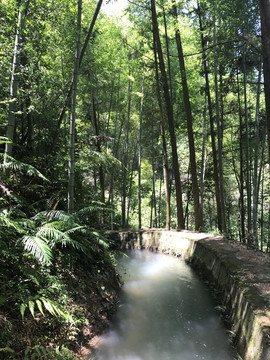 竹林渠道