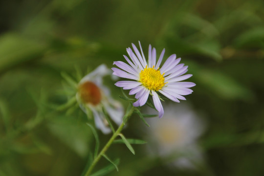 浅紫色花 野花 小花 紫色 花