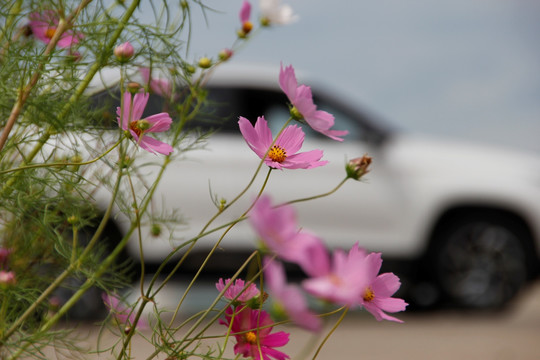 扫帚梅 粉色花 白花 路边野花