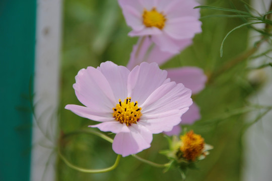 扫帚梅 粉色花 白花 路边野花