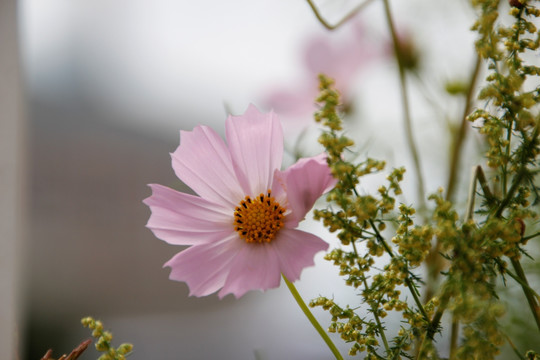 扫帚梅 粉色花 白花 路边野花