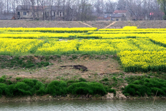 农村油菜花