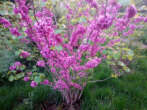 花树