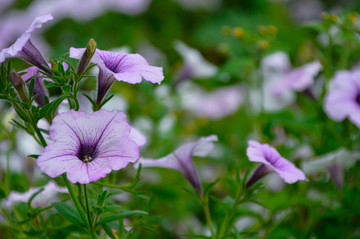 牵牛花