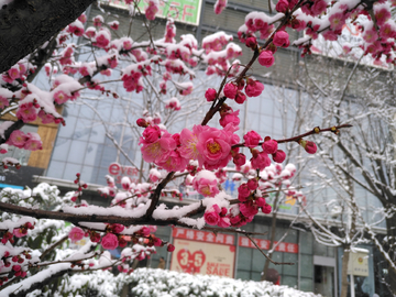 雪后梅花