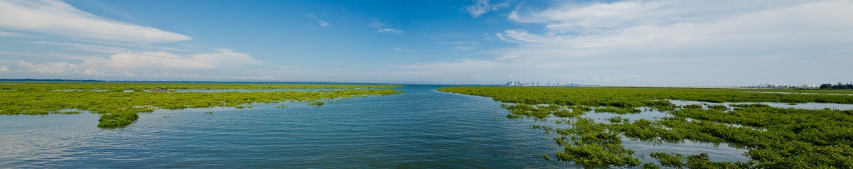 红树林 高清全景