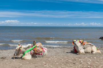 青海湖风光