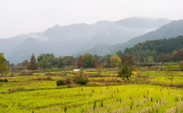 美丽田野