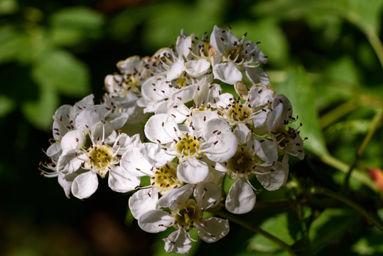 山楂花