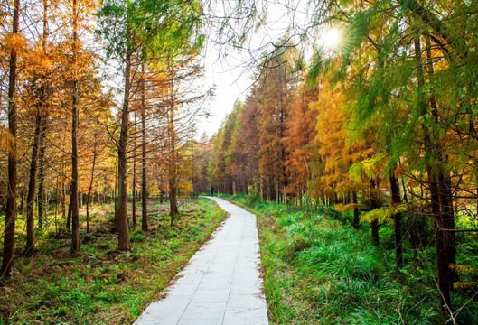 秋色的树林 树林小道