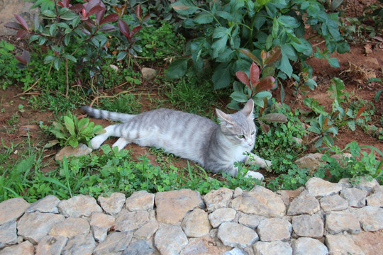 休闲的灰色小猫