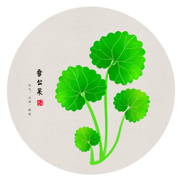 雷公果 手繪雷公果