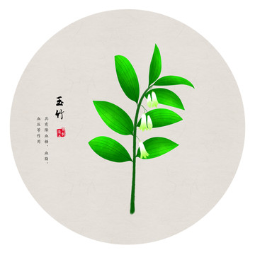 玉竹 手繪玉竹