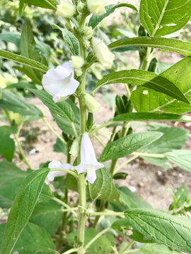 芝麻开花