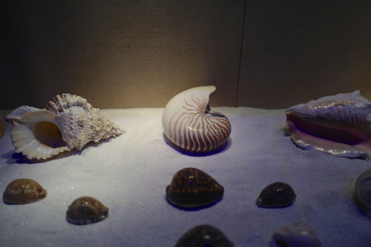 广东省博物馆 海洋生物 标本