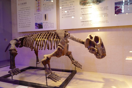 广东省博物馆 恐龙 化石 海洋