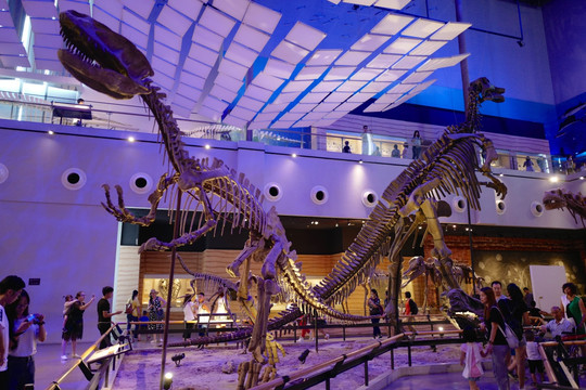 广东省博物馆 恐龙 化石 海洋