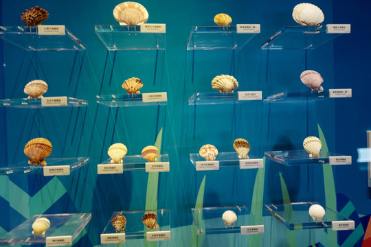 广东省博物馆 海洋生物 贝壳类