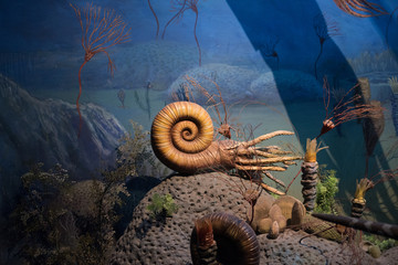 鹦鹉螺标本 标本 化石 自然