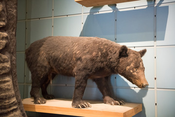 棕熊 棕熊标本