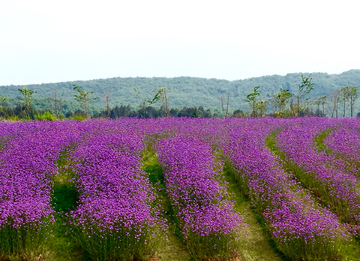 马鞭草花田