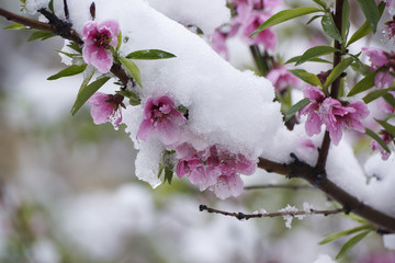 桃花雪